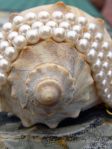 Sea Shell with pearls for asian moisturizer
